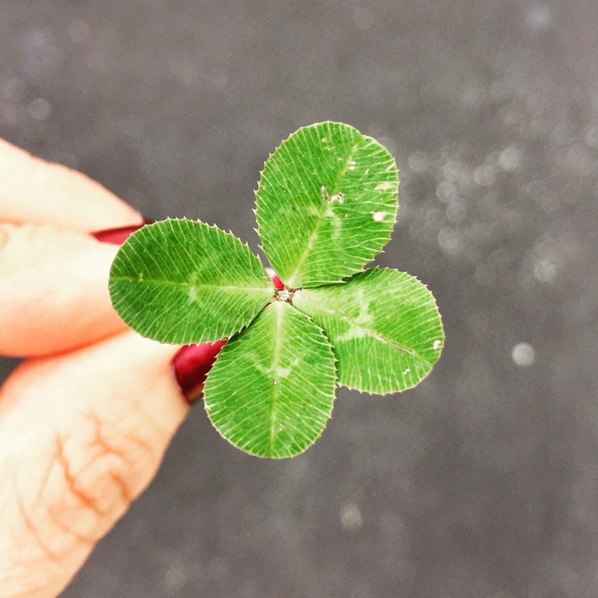 Picture of a four leaf clover depicting luck