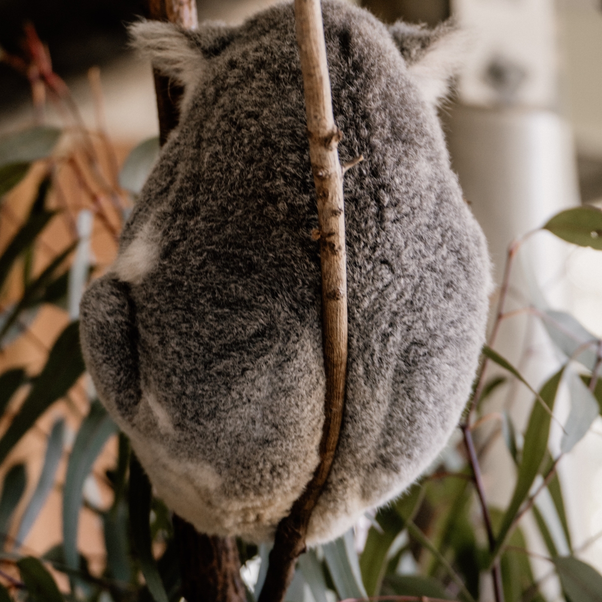 Koala positions his bum on a branch of a tree